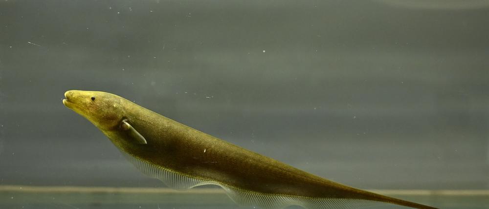 Der „Brown Ghost Knifefish“ auf Deutsch „Brauner Messerfisch“ sendet permanent schwache elektrische Signale. 