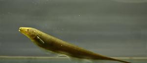 Der „Brown Ghost Knifefish“ auf Deutsch „Brauner Messerfisch“ sendet permanent schwache elektrische Signale. 
