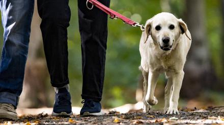 Menschen spazieren mit einem Hund in den Grunewald in Berlin.