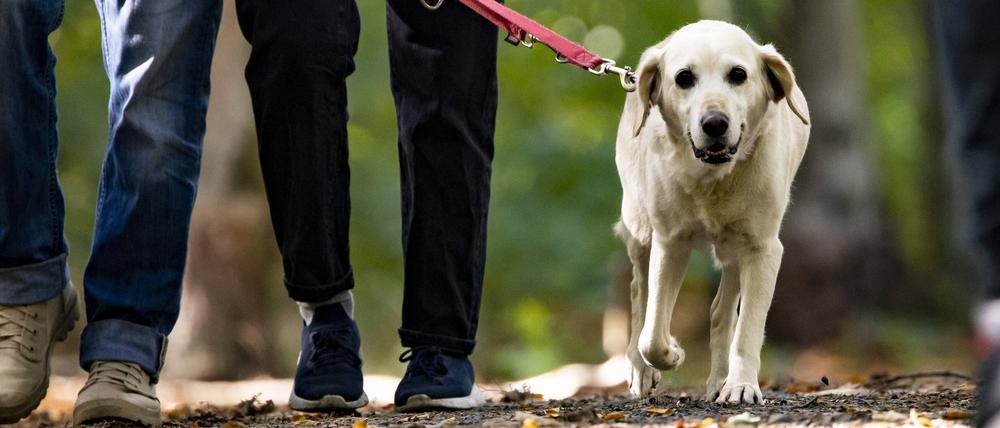 Menschen spazieren mit einem Hund in den Grunewald in Berlin.