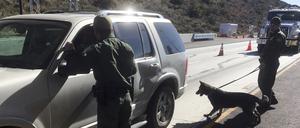 Grenzschutzbeamte setzen einen Drogenspürhund ein, um Fahrzeuge am kalifornischen Pine Valley-Kontrollpunkt an der Hauptroute von Arizona nach San Diego zu überprüfen. 