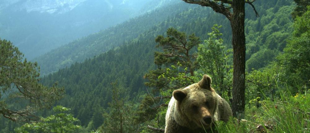 Mehrfach gab es im Trentino Attacken von Bären auf Menschen. (Symbolfoto)