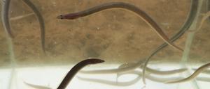 Auch in Werder werden Jungaale ausgesetzt, hier 2019. 