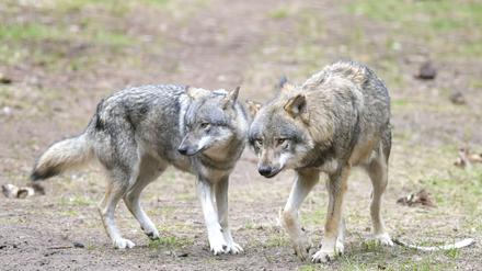 Der Konflikt um den Wolf schwelt in Brandenburg seit langem. (Archivbild)