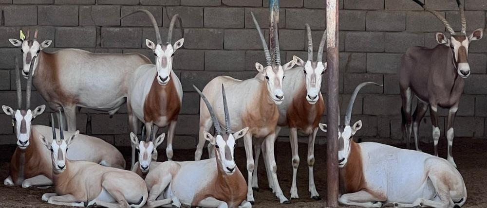 Interpol hat bei einer mehrwöchigen Aktion rund 20.000 geschützte Tiere vor Schmugglern gerettet. 