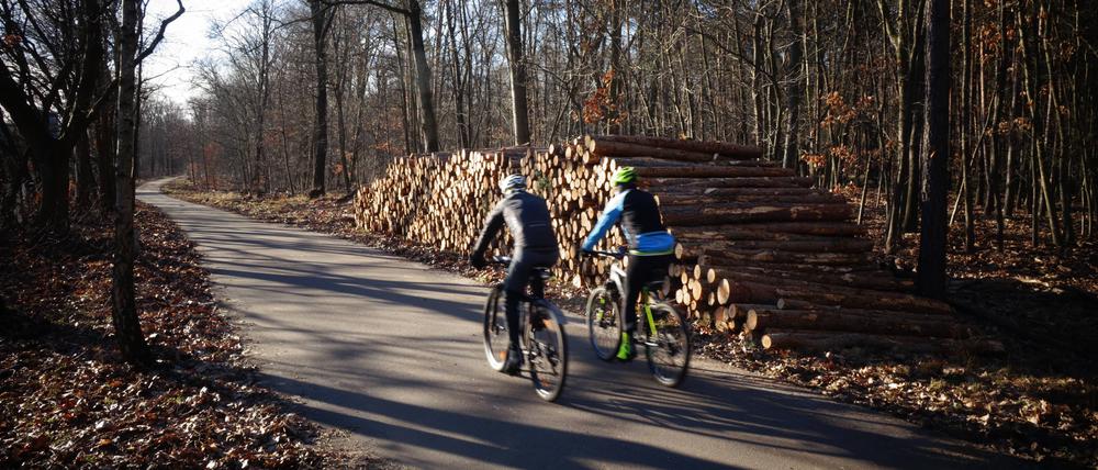 Zwei Radfahrer unterwegs durch einen Wald.