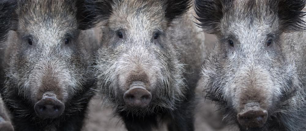 Das Risiko der Einschleppung der Afrikanischen Schweinepest ist nach wie vor hoch.