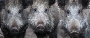 Das Risiko der Einschleppung der Afrikanischen Schweinepest ist nach wie vor hoch.