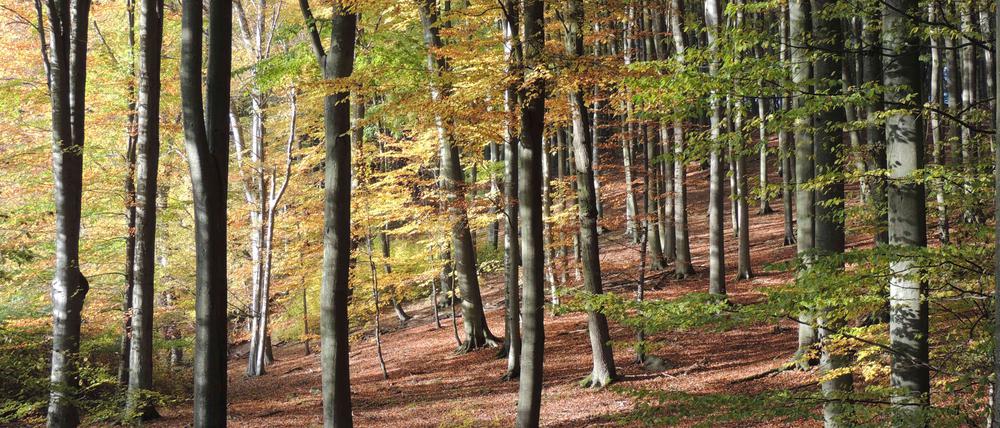 Im Buchenwald Grumsin in Brandenburg bestimmen Rotbuchen das (hier herbstliche) Bild.