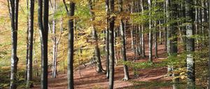 Im Buchenwald Grumsin in Brandenburg bestimmen Rotbuchen das (hier herbstliche) Bild. 