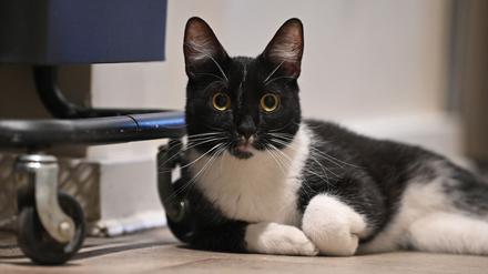 Der Arzt teilte mit, er bereue die Behandlung seiner Katze nicht. (Symbolbild)