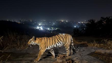 Ein Tiger bewegt sich außerhalb der indischen Stadt Bhopal.