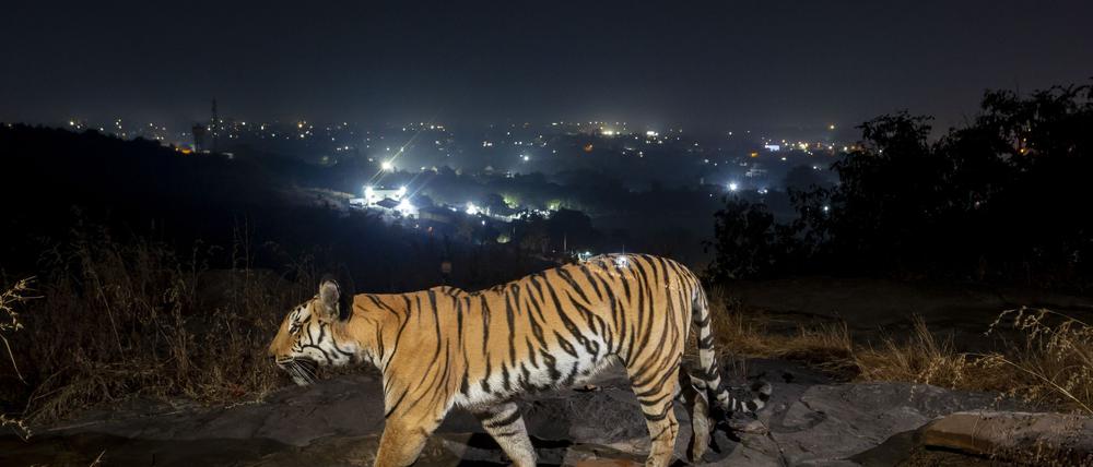 Ein Tiger bewegt sich außerhalb der indischen Stadt Bhopal.