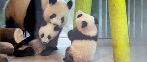 Mutter Meng Meng lässt sich von den Panda-Zwillingen Leni und Lotti nicht alles gefallen.