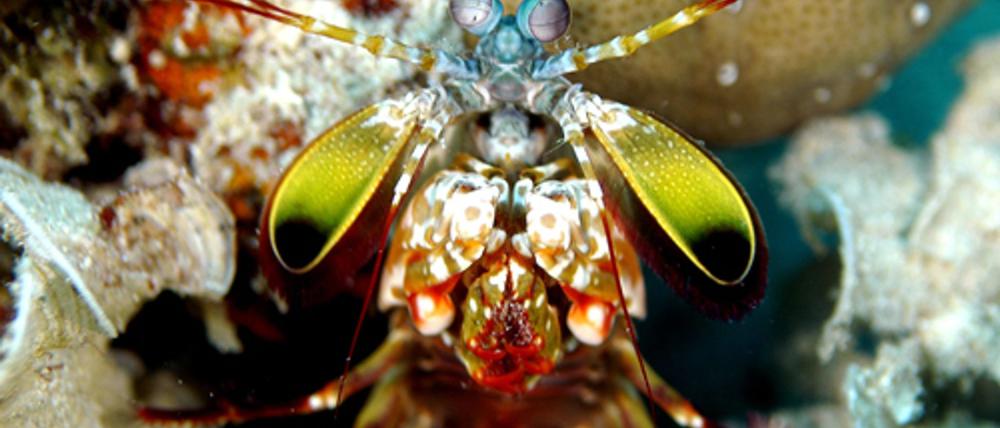 Mit ungeheurer Wucht zerschlagen Fangschreckenkrebse die Schalen von Schnecken und Muscheln oder töten Fische.