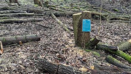 Am Drachenberg im Berliner Grunewald wurden illegal Bäume gefällt.