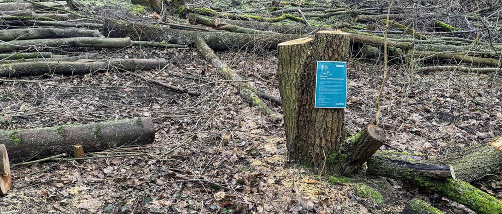 Am Drachenberg im Berliner Grunewald wurden illegal Bäume gefällt.