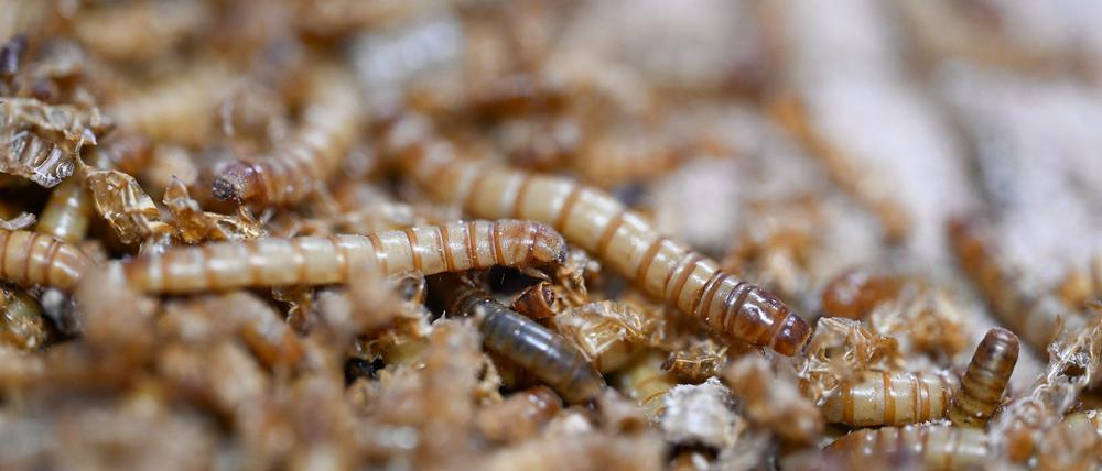 Mit UV-Licht behandeltes Mehlwurmpulver darf in der EU in Lebensmittel zugesetzt werden. (Archivbild)