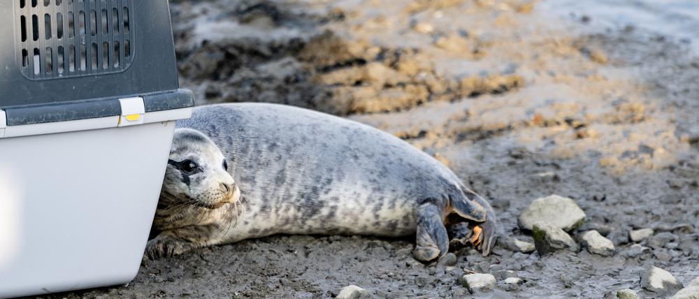 Eine von vier Kegelrobben wird von Mitarbeitern der Seehundstation Friedrichskoog ausgewildert. Die drei weiblichen Tiere Frederike, Marie und Jutta und das Männchen Pin sind das letzte Mal gewogen, in Transportboxen verladen und anschließend im Dithmarscher Bereich des Nationalparks Schleswig-Holsteinisches Wattenmeers ausgewildert worden. 