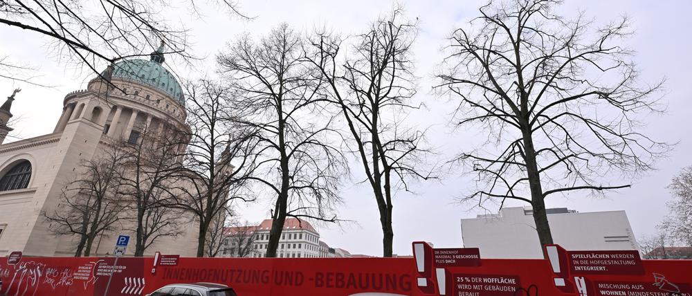 Die Linden am abgerissenen Staudenhof sollen ab Herbst 2025 umgepflanzt werden.