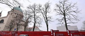 Die Linden am abgerissenen Staudenhof sollen ab Herbst 2025 umgepflanzt werden.