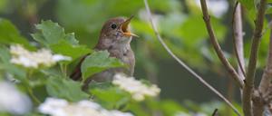 Singende Nachtigall Luscinia megarhynchos, Rotkopfnachtigall Männchen im Frühjahr auf einem Baum sitzend *** singing Nightingale Luscinia megarhynchos , Red-headed Nightingale Male at Spring at a Tree sitting Copyright: imageBROKER/alimdix/xArterrax/xSven-ErikxArndt ibltsm09936570.jpg Bitte beachten Sie die gesetzlichen Bestimmungen des deutschen Urheberrechtes hinsichtlich der Namensnennung des Fotografen im direkten Umfeld der Veröffentlichung