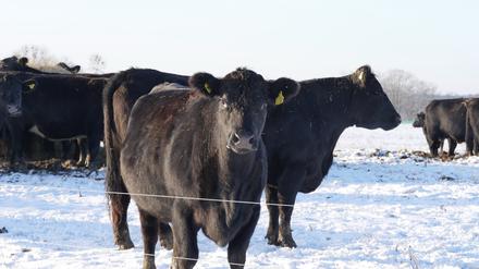 Bei Wind und Wetter auf der Weide: die Black Angus Rinder auf Gut Kerkow.