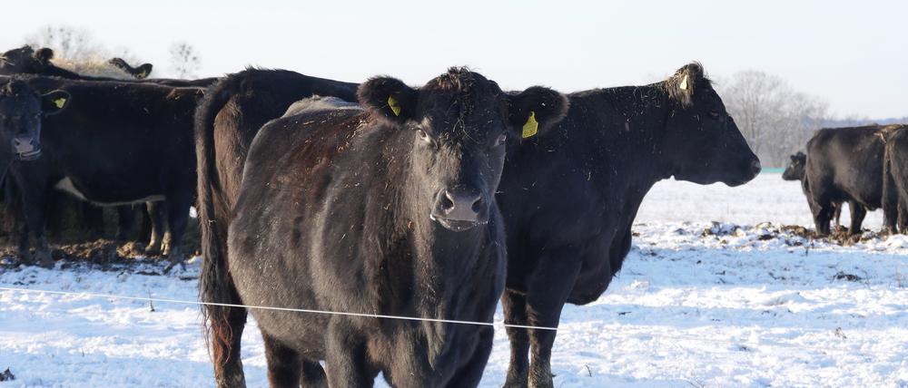 Bei Wind und Wetter auf der Weide: die Black Angus Rinder auf Gut Kerkow.