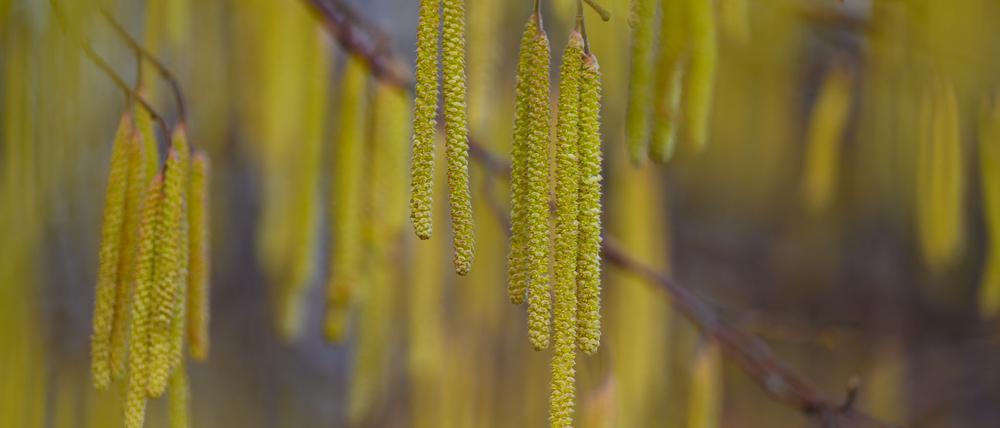 Menschen mit einer Haselpollen-Allergie könnten bereits Symptome spüren.