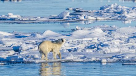 Eisbären könnten in Teilen der Arktis, wo sie jetzt verbreitet sind, aussterben.