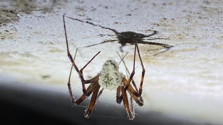 In Höhlen ergraut: Gibellula attenboroughii mit einer Frisur aus Pilzmyzel.