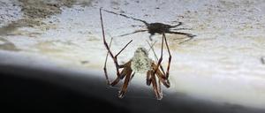 In Höhlen ergraut: Gibellula attenboroughii mit einer Frisur aus Pilzmyzel.