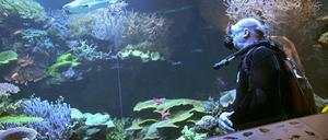 05.02.2025, Baden-Württemberg, Karlsruhe: Ein neuer Schwarzspitzenriffhai von 1,20 Meter Länge namens Amadeus aus dem Haus der Natur in Salzburg schwimmt in seinem neuen Zuhause, dem Aquarium im Naturkundemuseum neben Johann Kirchhauser, Leiter des Vivariums. Foto: Bernd Weißbrod/dpa +++ dpa-Bildfunk +++