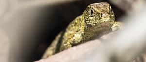 Im Frühjahr soll das Projekt zur Umsiedlung der geschützten Zauneidechsen losgehen.