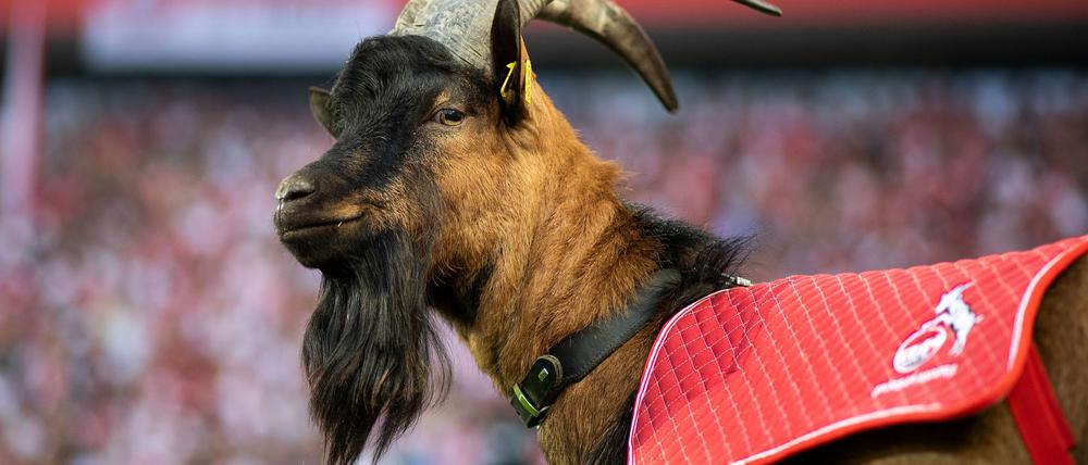 Geißbock Hennes IX. ist bereits in neunter Generation beim FC Köln. 
