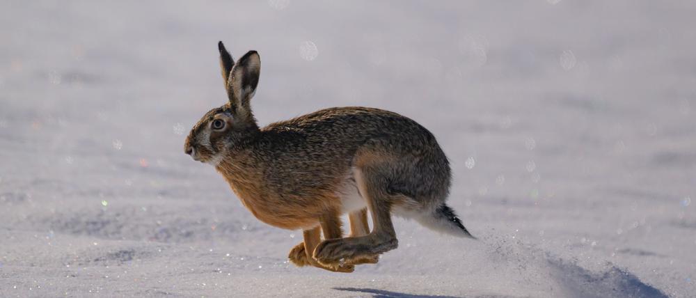 Vergleichsweise heftiger Schneefall hat Brandenburg mit einer dicken Schneeschicht überzogen. (Symbolbild)