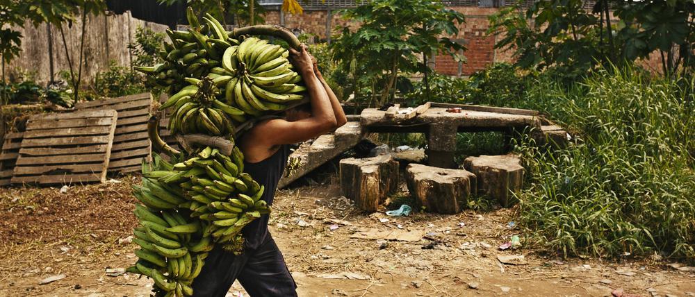Bananenernte.