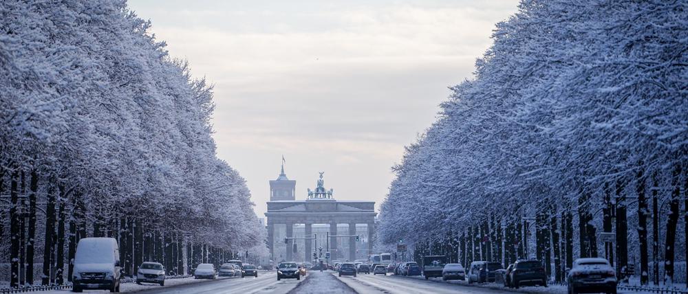 Verschneite Bäume glitzerten im Tiergarten.