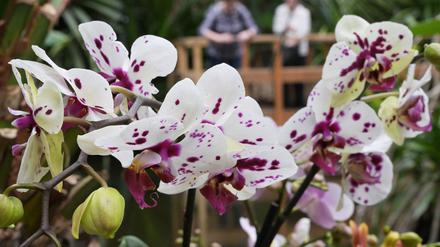 Anziehungspunkt in der Biosphäre: Orchideen-Ausstellung.
