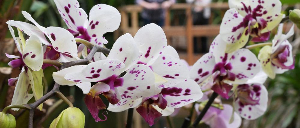 Anziehungspunkt in der Biosphäre: Orchideen-Ausstellung.