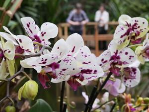 Anziehungspunkt in der Biosphäre: Orchideen-Ausstellung.