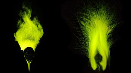 Biofluoreszenz lässt Federn auf dem Rücken und Schwanzfedern eines Kaiser-Paradiesvogel-Männchens leuchten.