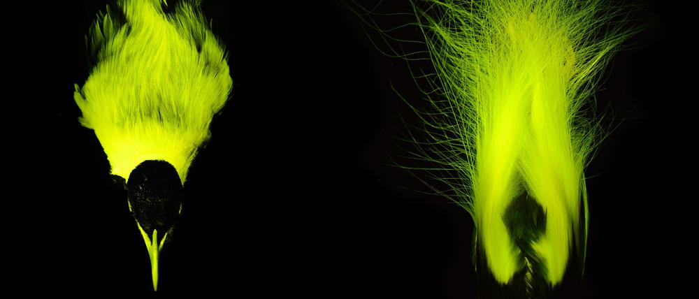 Biofluoreszenz lässt Federn auf dem Rücken und Schwanzfedern eines Kaiser-Paradiesvogel-Männchens leuchten.