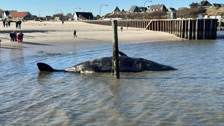 Ein toter Pottwal am Strand von Sylt droht zu explodieren.