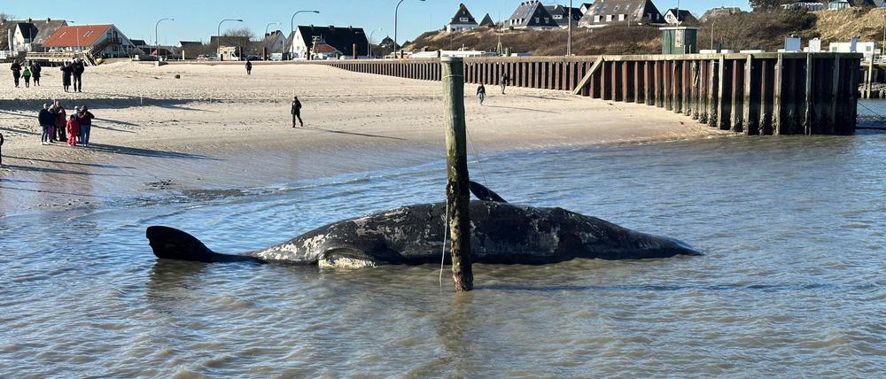 Ein toter Pottwal am Strand von Sylt droht zu explodieren.