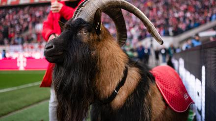 Kölns Maskottchen Hennes IX. ist Kult.
