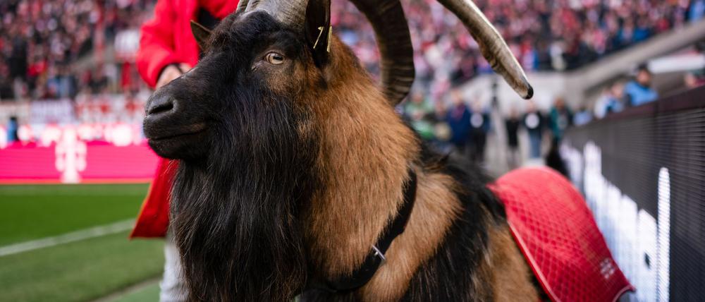 Kölns Maskottchen Hennes IX. ist Kult.