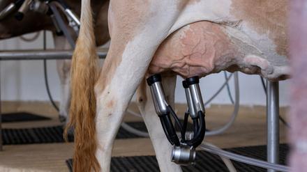 Die Vogelgrippeviren werden über die Milch und Melkmaschinen von Kuh zu Kuh übertragen. 