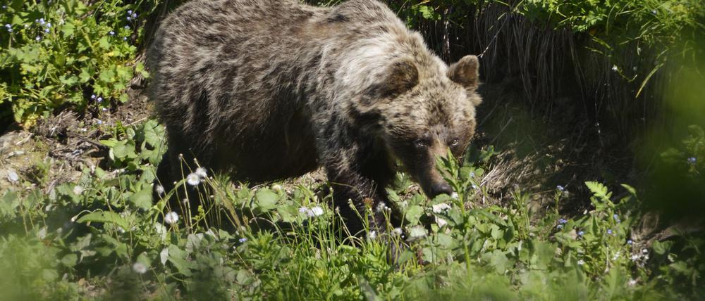 Ein Braunbär in einem slowakischen Gebirgstal. In der Slowakei gibt es mehr als tausend frei lebende Braunbären. (Archivbild)