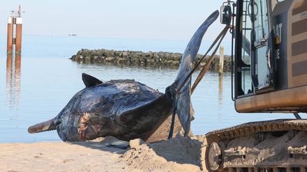 Ein 16 Meter langer Pottwal wurde vor Hörnum gefunden und in den Hafen geschleppt. 